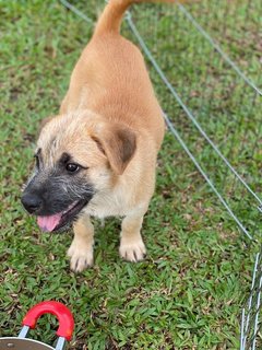 Lilo - Mixed Breed Dog