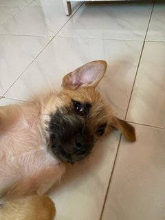 Lilo - Mixed Breed Dog