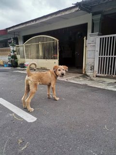 Lilo - Mixed Breed Dog