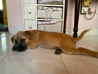 Lilo - Mixed Breed Dog