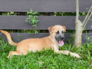 Lilo - Mixed Breed Dog