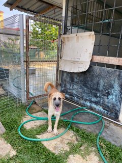 Lilo - Mixed Breed Dog