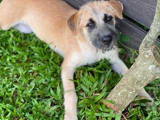 Lilo - Mixed Breed Dog