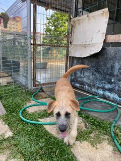 Lilo - Mixed Breed Dog