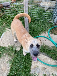 Lilo - Mixed Breed Dog
