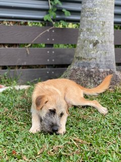 Lilo - Mixed Breed Dog