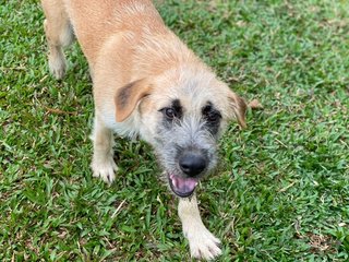 Lilo - Mixed Breed Dog
