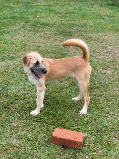 Lilo - Mixed Breed Dog
