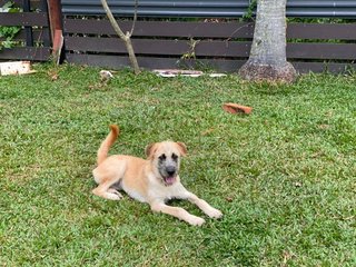 Lilo - Mixed Breed Dog