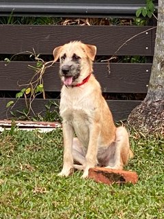 Lilo - Mixed Breed Dog