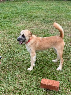 Lilo - Mixed Breed Dog