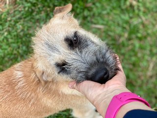 Lilo - Mixed Breed Dog