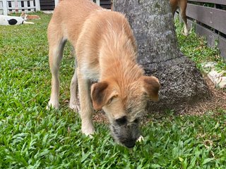 Lilo - Mixed Breed Dog