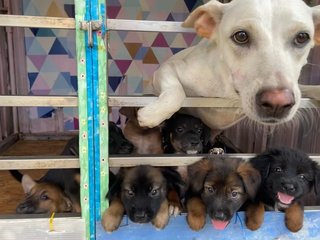  Puppy Light Brown - Mixed Breed Dog