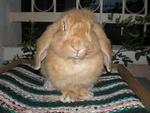 Junior - Holland Lop Rabbit