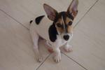 Camilo - Jack Russell Terrier Dog