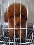 Super Red Toy Poodle - Poodle Dog