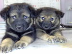 Adorable Puppy - German Shepherd Dog + German Pinscher Dog