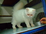 Putih - Persian Cat