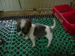 Rare Teacup Chihuahua 7weeks 300g - Chihuahua Dog