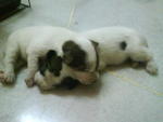 Siu Pak &amp; Her 6 Puppies - Mixed Breed Dog