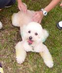 Long Long - Poodle Dog