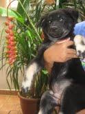 Bambi - Mixed Breed Dog