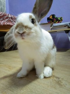 Mocha - New Zealand + English Spot Rabbit