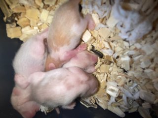 Read Description  - Syrian / Golden Hamster Hamster