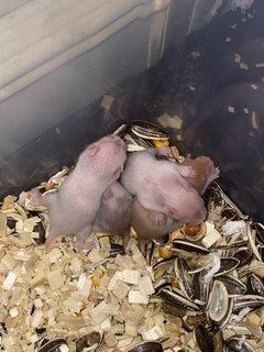 Read Description  - Syrian / Golden Hamster Hamster