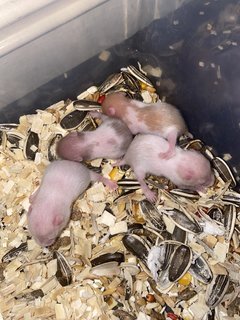 Read Description  - Syrian / Golden Hamster Hamster