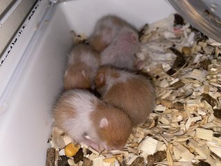 Read Description  - Syrian / Golden Hamster Hamster