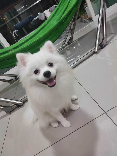 Milo - Pomeranian Dog