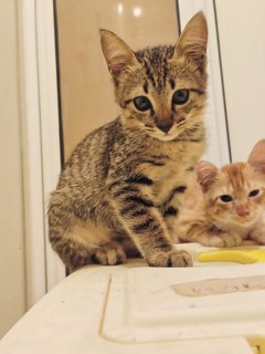 Loki &amp; Faye (The Duo) - Domestic Short Hair + Tabby Cat