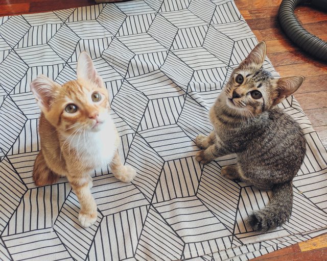 Loki &amp; Faye (The Duo) - Domestic Short Hair + Tabby Cat