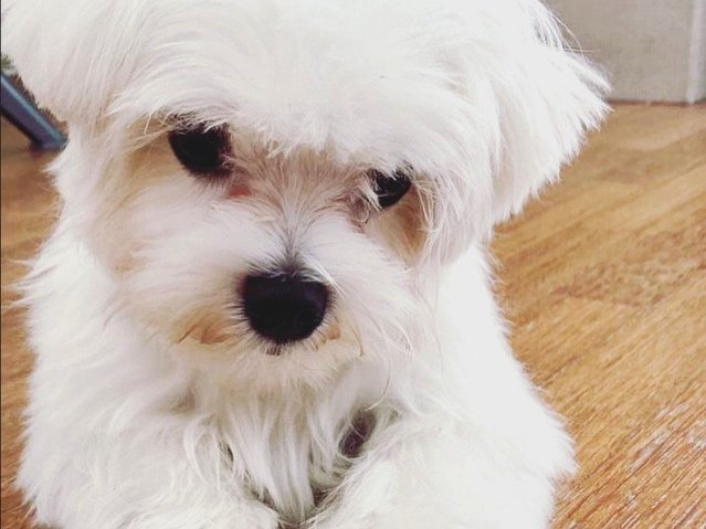 Louis - Maltese Dog