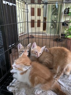 (Urgent) Matcha &amp; Babies - Domestic Medium Hair + Domestic Short Hair Cat