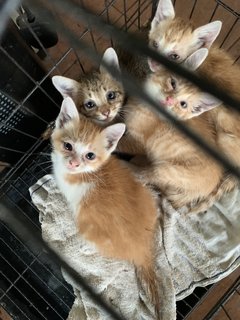 (Urgent) Matcha &amp; Babies - Domestic Medium Hair + Domestic Short Hair Cat