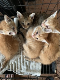 (Urgent) Matcha &amp; Babies - Domestic Medium Hair + Domestic Short Hair Cat