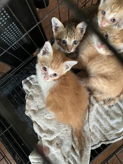 (Urgent) Matcha &amp; Babies - Domestic Medium Hair + Domestic Short Hair Cat