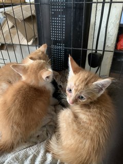 (Urgent) Matcha &amp; Babies - Domestic Medium Hair + Domestic Short Hair Cat