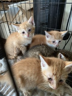 (Urgent) Matcha &amp; Babies - Domestic Medium Hair + Domestic Short Hair Cat