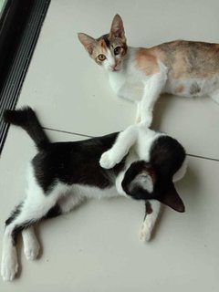 Coco &amp; Maya ♥️ - Domestic Short Hair Cat