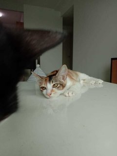 Coco &amp; Maya ♥️ - Domestic Short Hair Cat