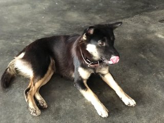 Bec-ky - Mixed Breed Dog