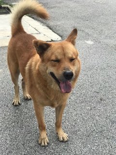 Denver - Mixed Breed Dog