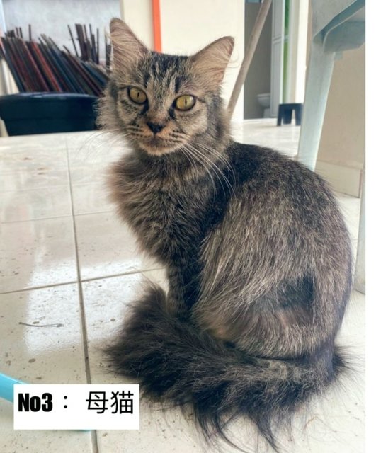 Mama - Maine Coon + Domestic Long Hair Cat