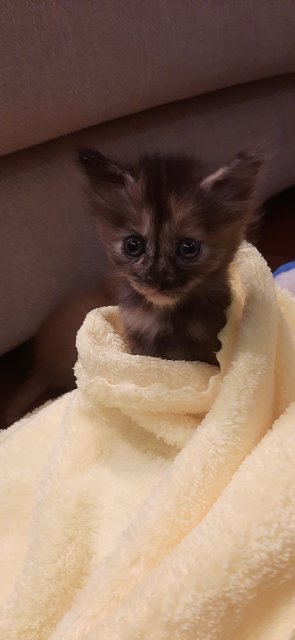 Cocoa  - Domestic Medium Hair Cat