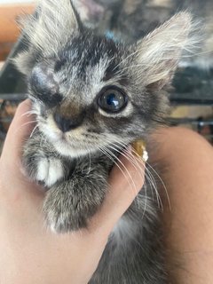 One－eyed Hero - Domestic Long Hair + Maine Coon Cat