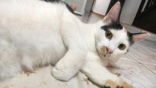 Urgent Momey/comel  - Calico Cat